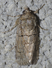 Sympistis induta