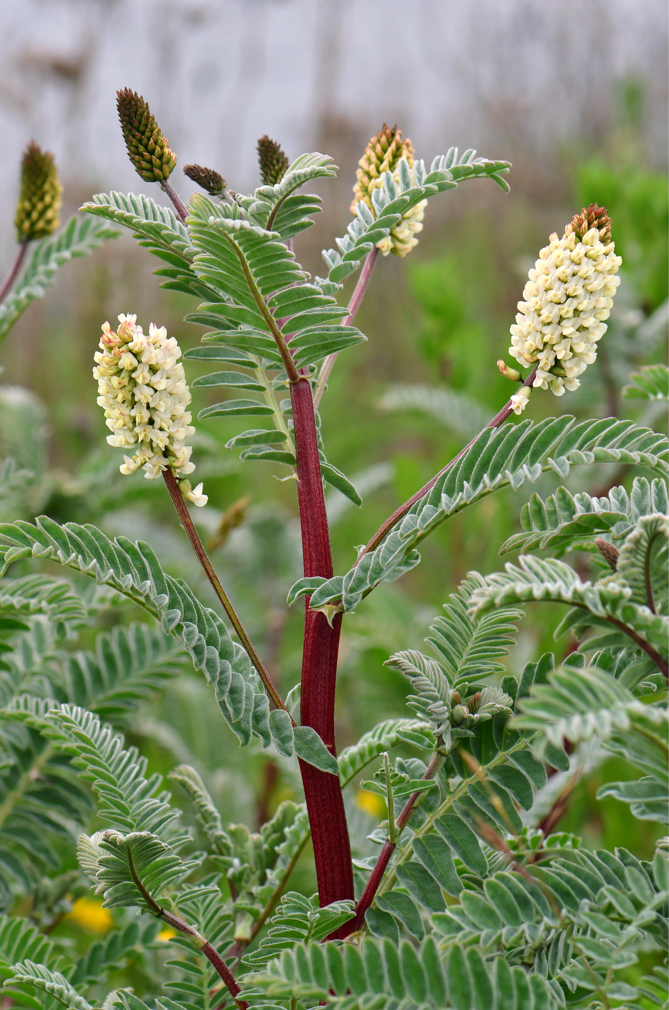 Astragalus pycnostachyus