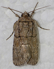 Sympistis induta