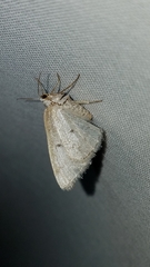 Lomographa glomeraria