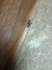 Dasymutilla quadriguttata