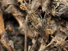 Brachyopa vacua