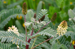 Astragalus pycnostachyus pycnostachyus