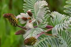 Astragalus pycnostachyus pycnostachyus