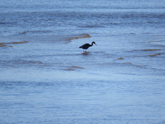 Egretta caerulea