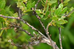 Ceroplastes sinensis