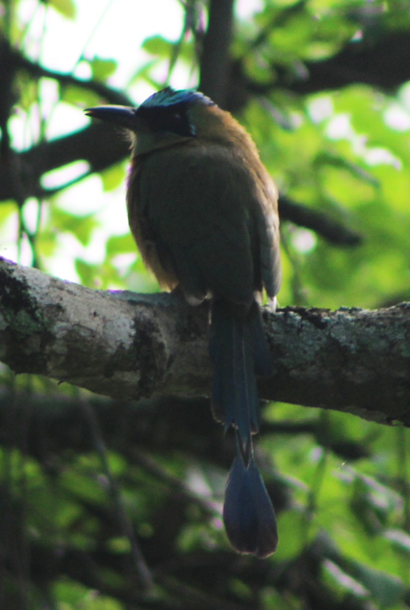 Momotus subrufescens image