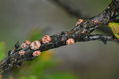 Ceroplastes sinensis