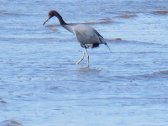 Egretta caerulea