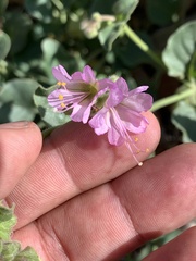 Mirabilis comata