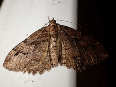 Triphosa