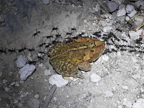Central American Gulf Coast Toad, Telchac Puerto, Yuc., México, photo 7 of 10