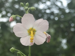 Kosteletzkya depressa