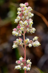 Heuchera pilosissima