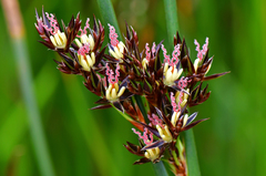 Juncus balticus ater