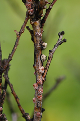 Ceroplastes sinensis
