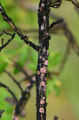 Ceroplastes sinensis