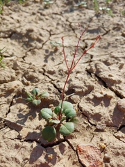 Eriogonum gordonii