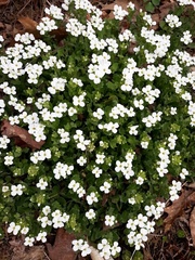 Arabis caucasica