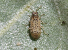 Monoxia elegans