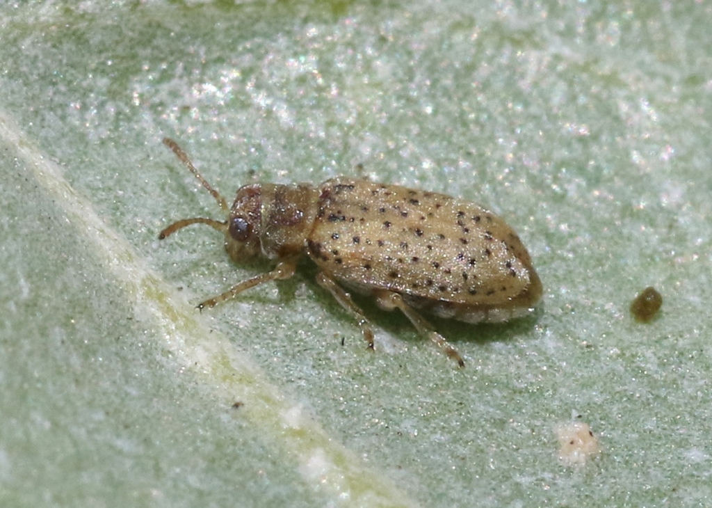 Monoxia elegans