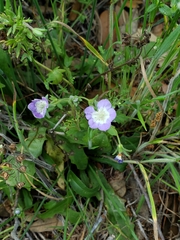 Phacelia patuliflora