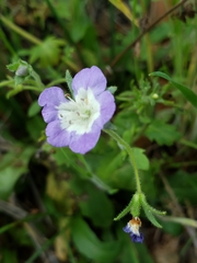 Phacelia patuliflora