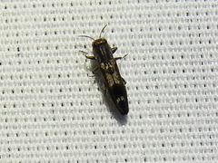 Agrilus acaciae