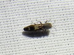 Agrilus acaciae