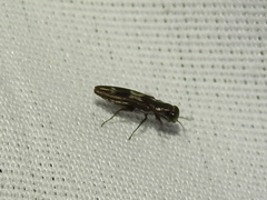 Agrilus acaciae