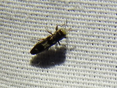 Agrilus acaciae