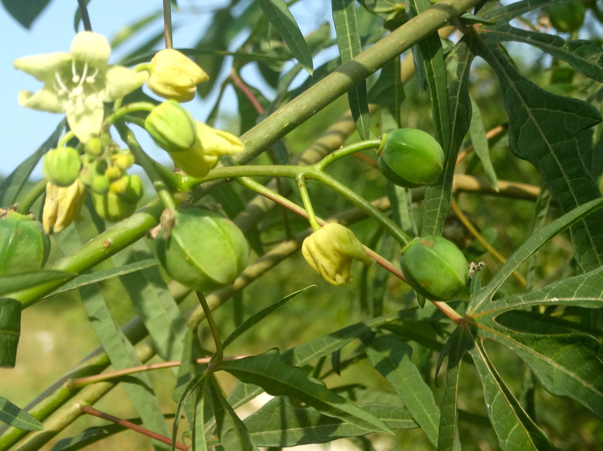 Manihot angustiloba