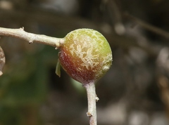 Asphondylia atriplicis