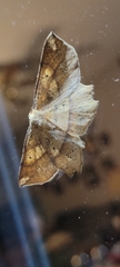 Euchlaena amoenaria