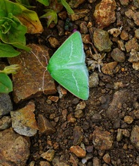 Synchlora faseolaria