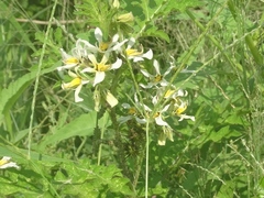 Solanum grayi