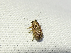 Pachybrachis texanus
