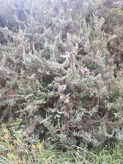 Diplostephium hartwegii