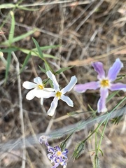 Phlox tenuifolia