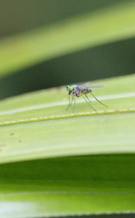 Chrysosoma globiferum