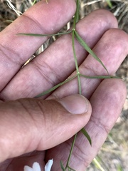 Phlox tenuifolia