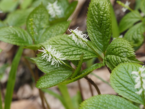 Chloranthus quadrifolius (Chloranthus quadrifolius)