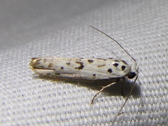 Ethmia bittenella