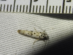 Ethmia bittenella