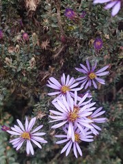 Diplostephium hartwegii