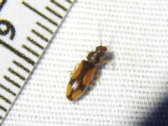 Polypria cruxrufa