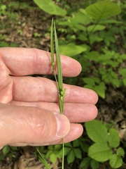 Carex oligocarpa