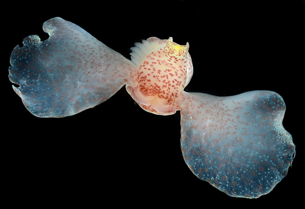 Gastropteron