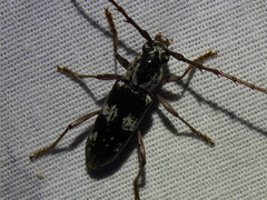 Elaphidion mimeticum