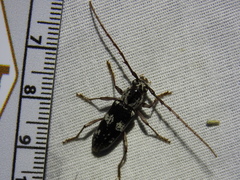Elaphidion mimeticum